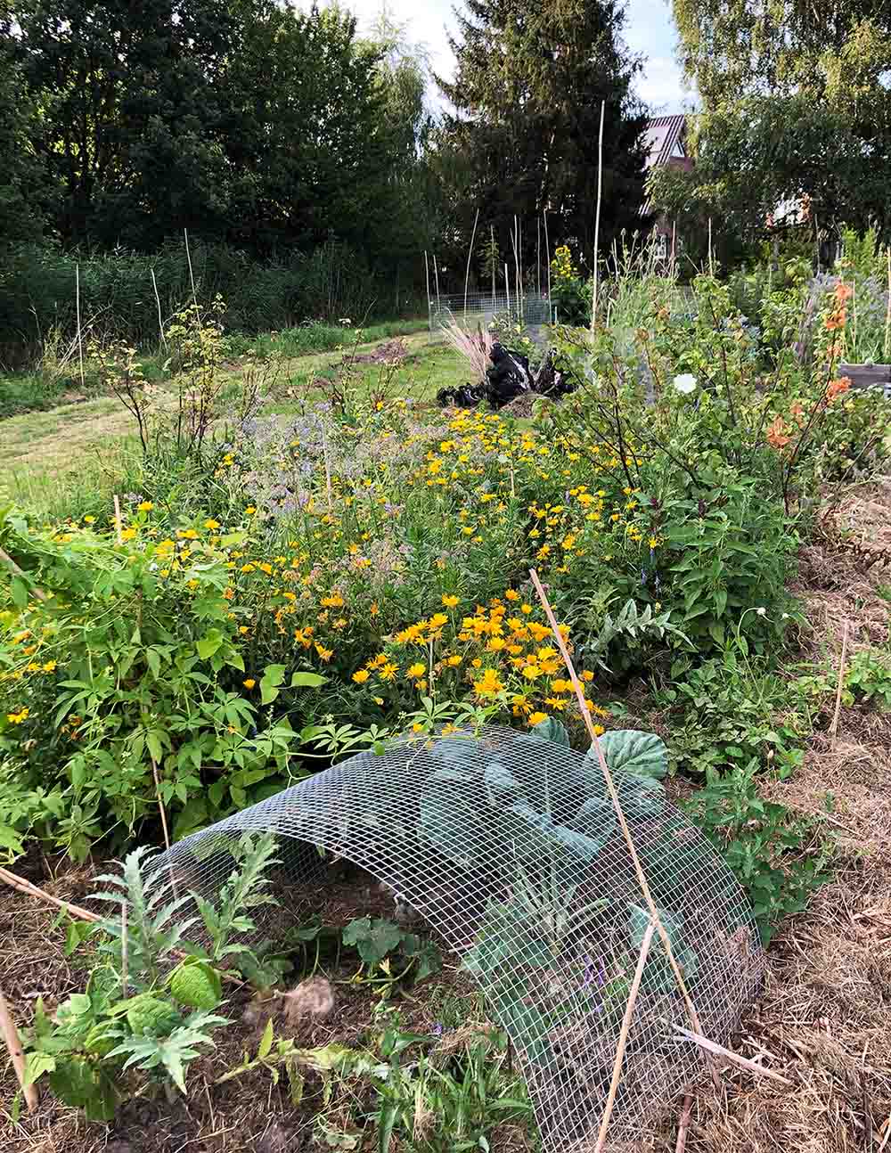 Permakulturgarten mit blühenden Beeten in Gelb und Blau, Rankstäben und einem Schutznetz über einem Beet