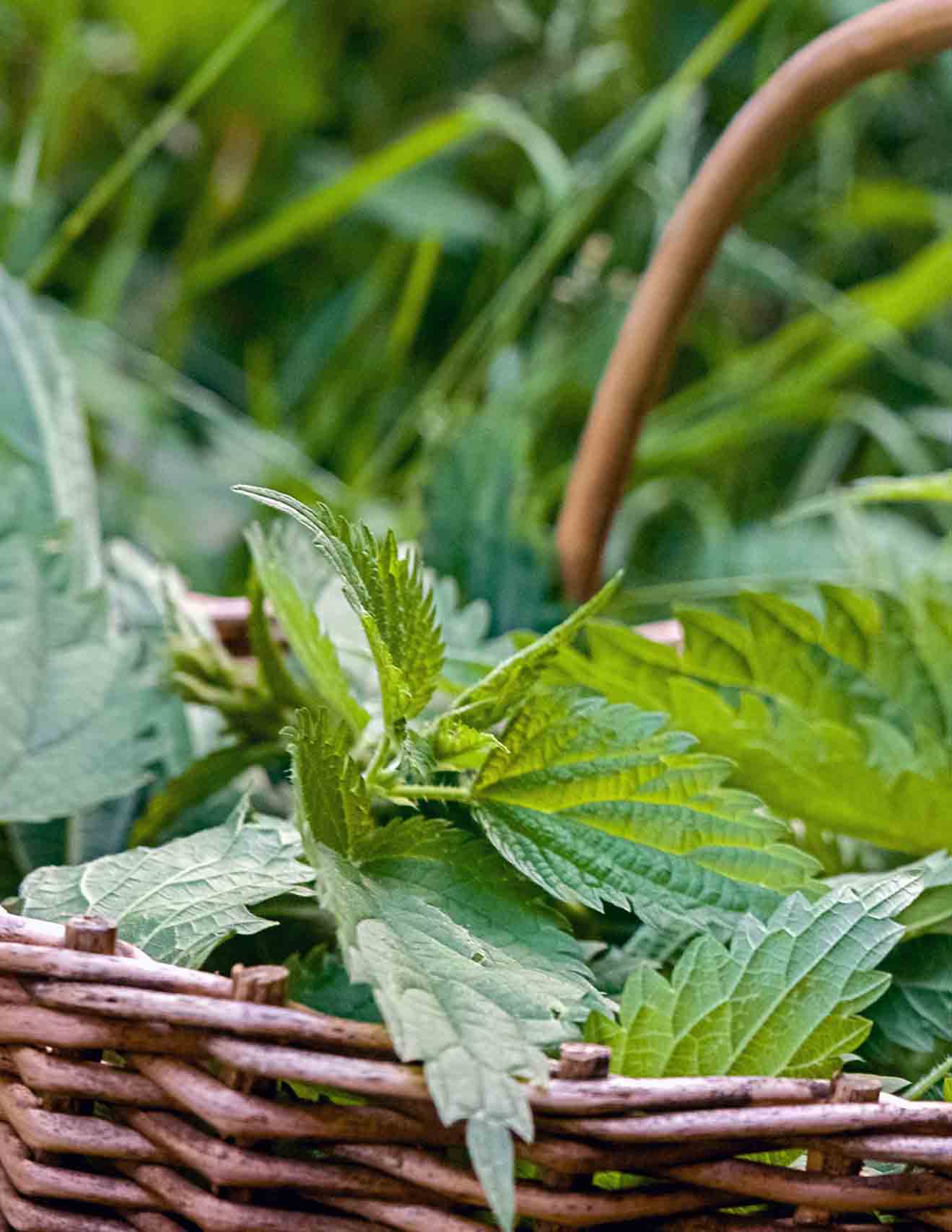 Weidenkorb voller frisch gesammelter, gezähnter grüner Blätter, dahinter hohes Gras