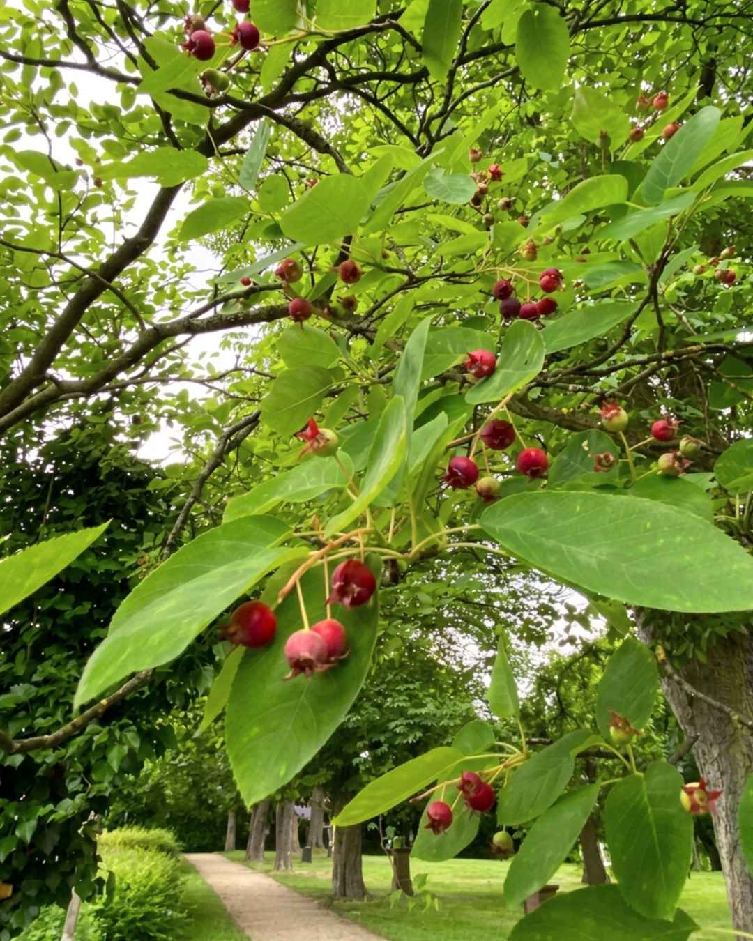 Rote und dunkle Felsenbirnen an einem Zweig über einem Parkweg