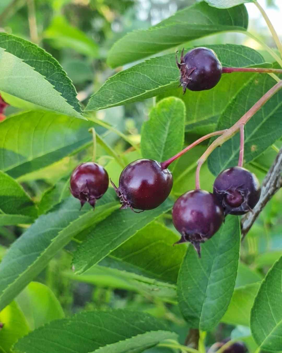 Dunkelviolette Felsenbirnen an einem Zweig mit grünen Blättern