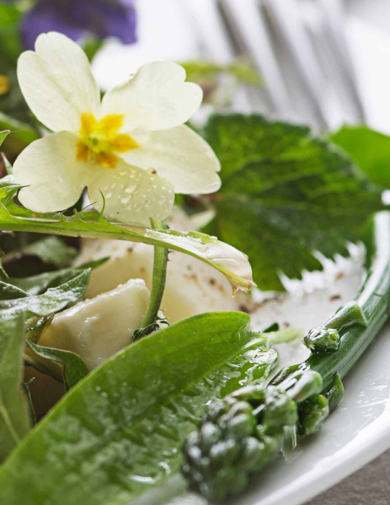 Frühlingssalat mit hellgelber Primelblüte, Veilchen, Bärlauchblättern und Käse auf weißem Teller