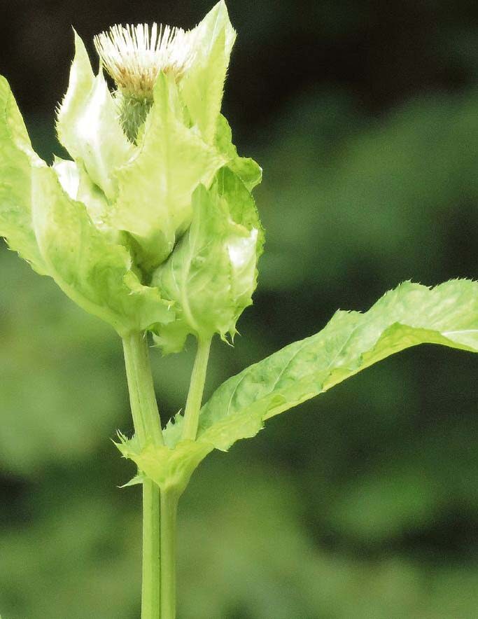 Kohldistel mit weißlichem Blütenkopf zwischen hellgrünen, stachelig gezähnten Hochblättern