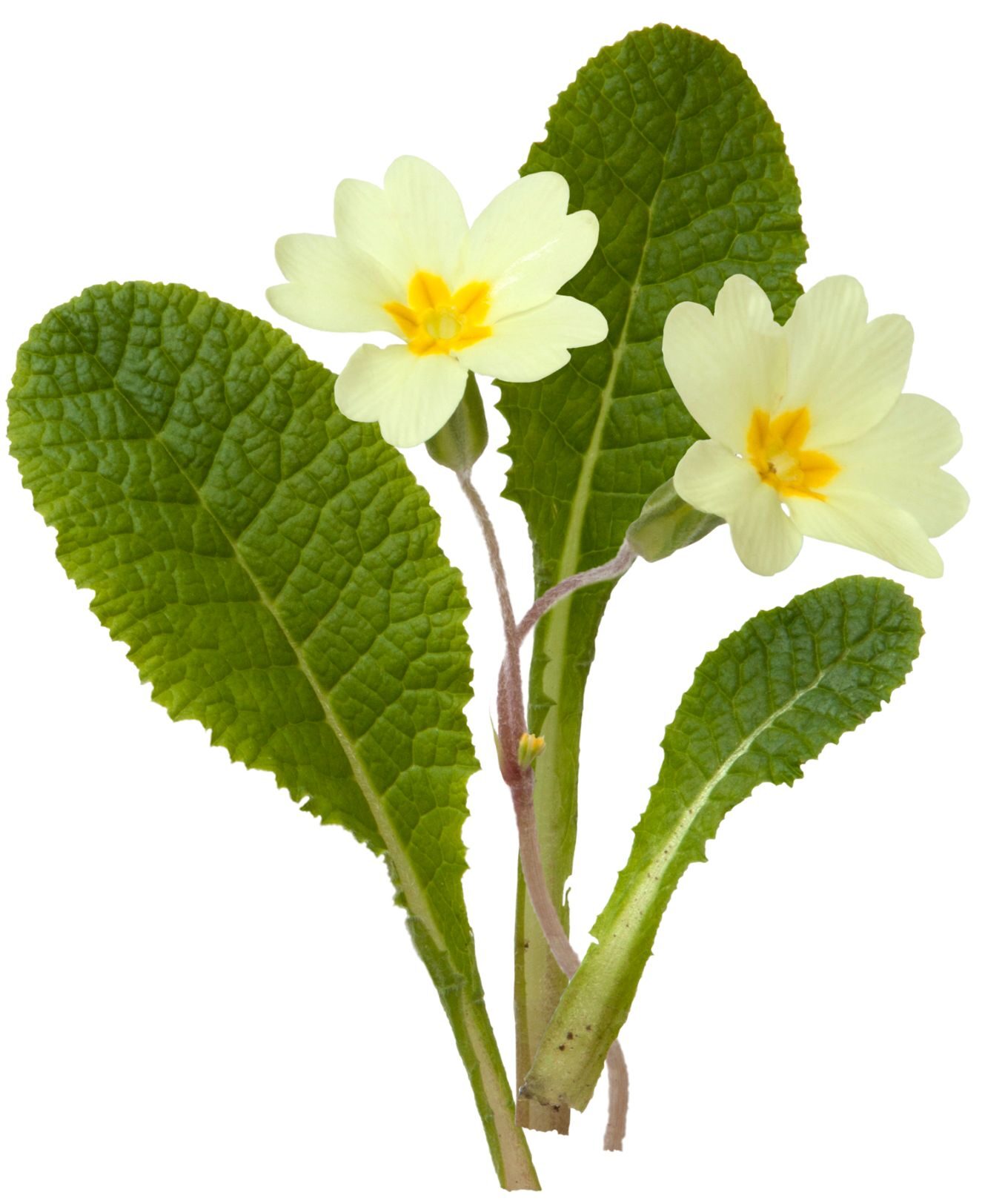Hellgelbe Blüten mit orangem Schlund und gerunzelte grüne Blätter, freigestellt vor weißem Grund
