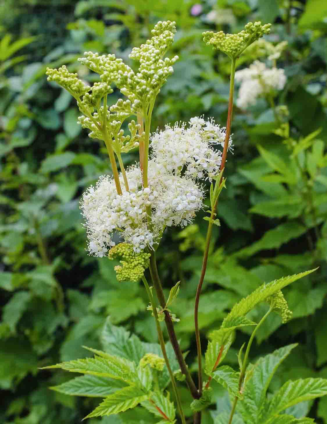 Mädesüß mit cremeweißen Blütendolden und grünen Knospen über gezähnten Blättern