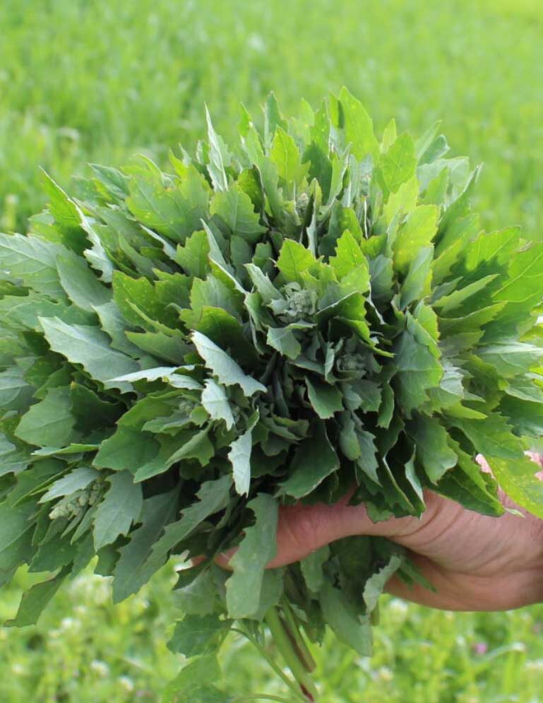 Eine Hand hält einen dichten Bund grüner, gezähnter Blätter vor einer sommerlichen Wiese