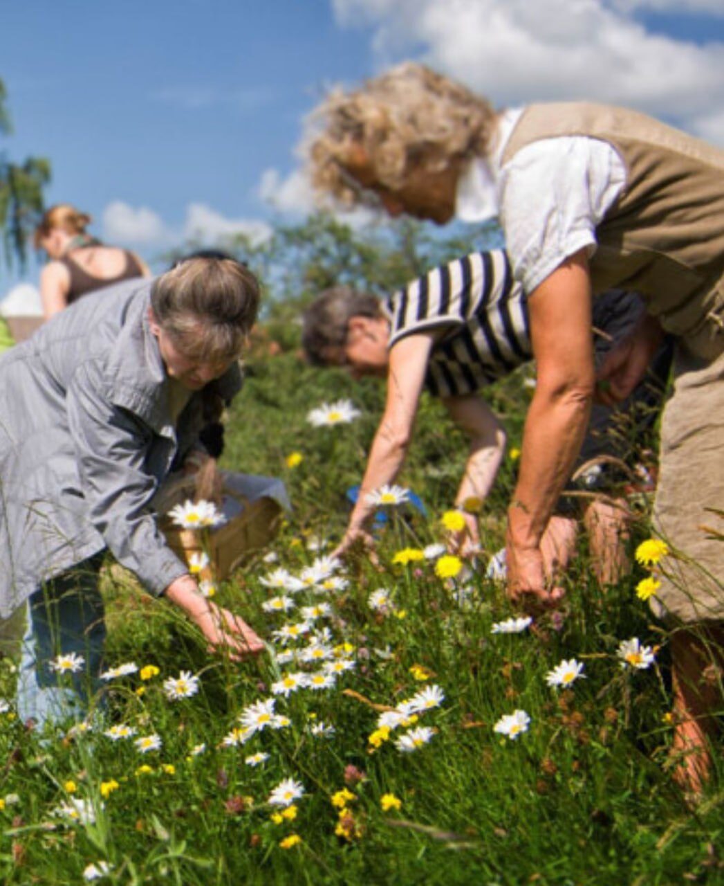 Mehrere Menschen sammeln gebückt Blüten auf einer sonnigen Blumenwiese, im Gras steht ein Korb