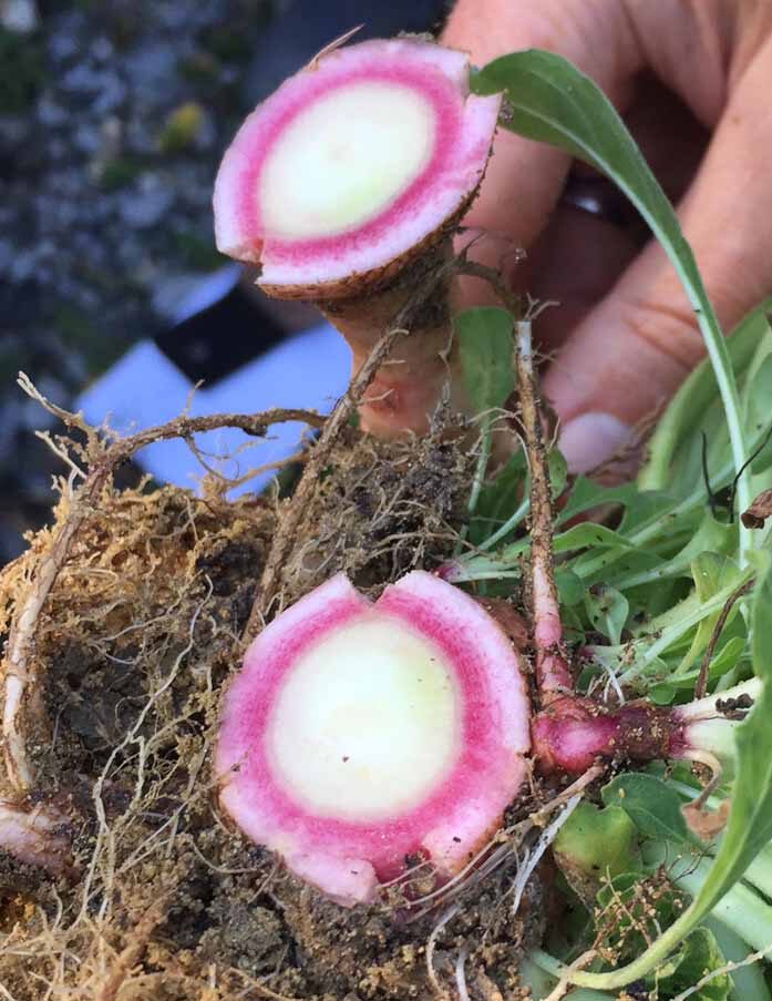 Hand hält eine aufgeschnittene Wurzel mit weißem Kern und leuchtend rosa Ring, daneben Blattrosette