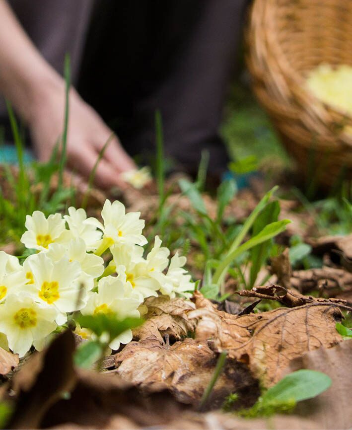 Hand pflückt hellgelbe Blüten am Waldboden, daneben ein Korb voller gesammelter Blüten