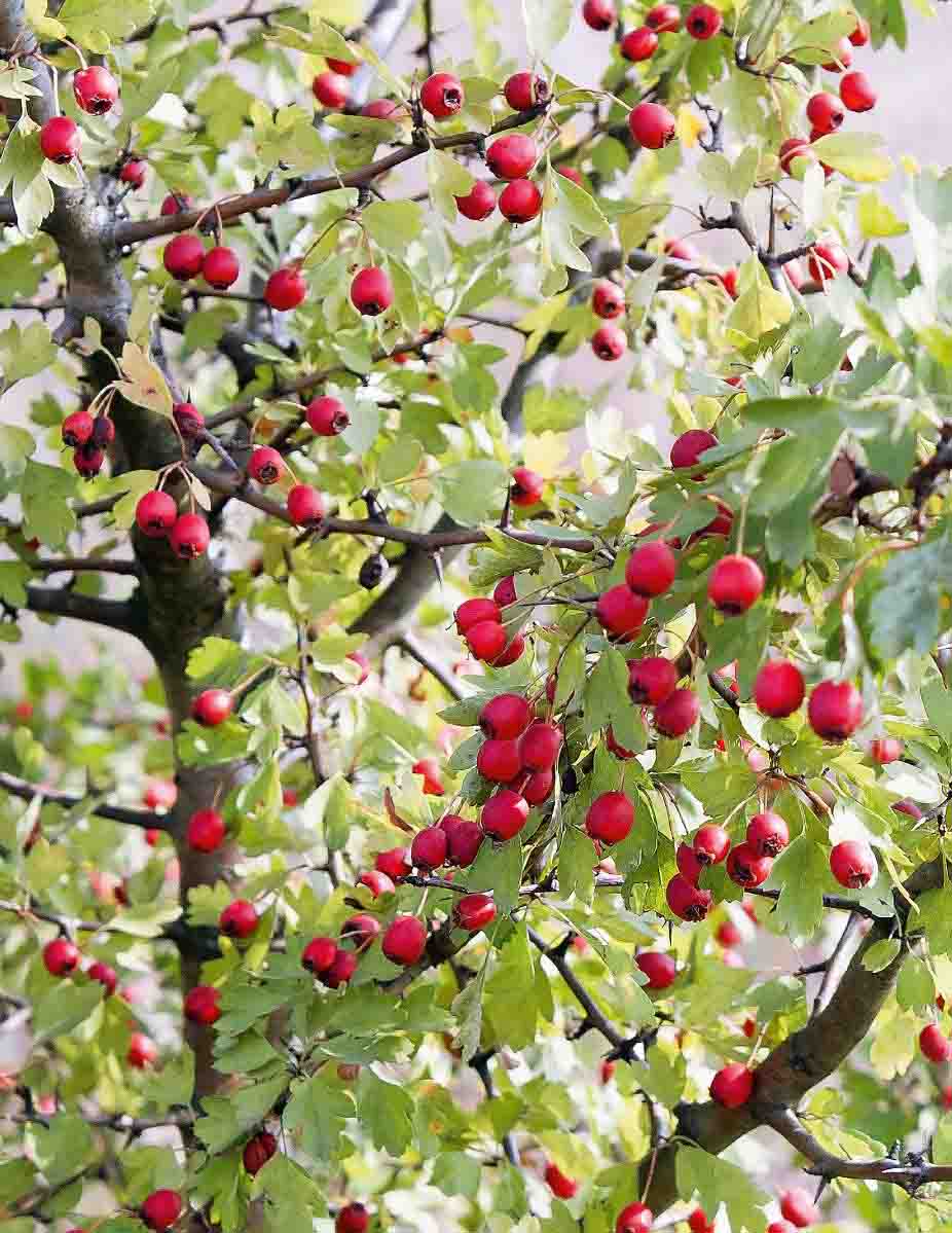 Weißdorn-Strauch voller roter Früchte zwischen gelappten Blättern und dornigen Zweigen