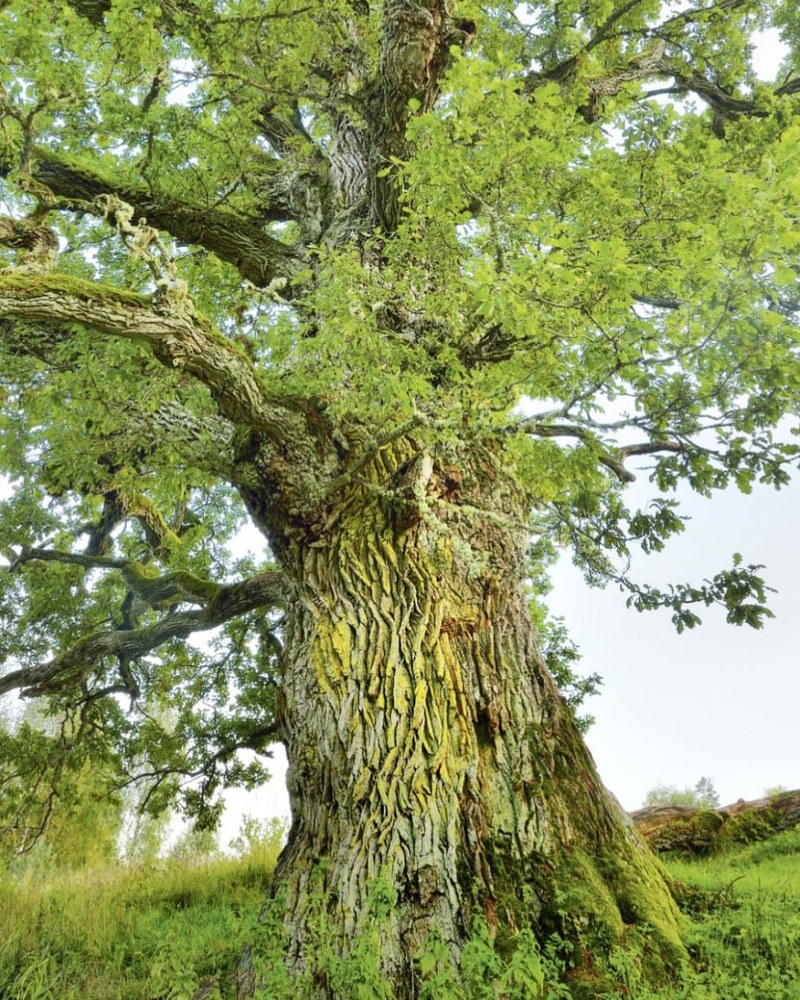 Alter, knorriger Baum mit moosbewachsenem, tief zerfurchtem Stamm und weit ausladender grüner Krone über einer Wiese