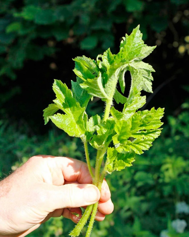 Eine Hand hält einen Strauß junger, hellgrüner Wildkräuter vor dunklem Grün