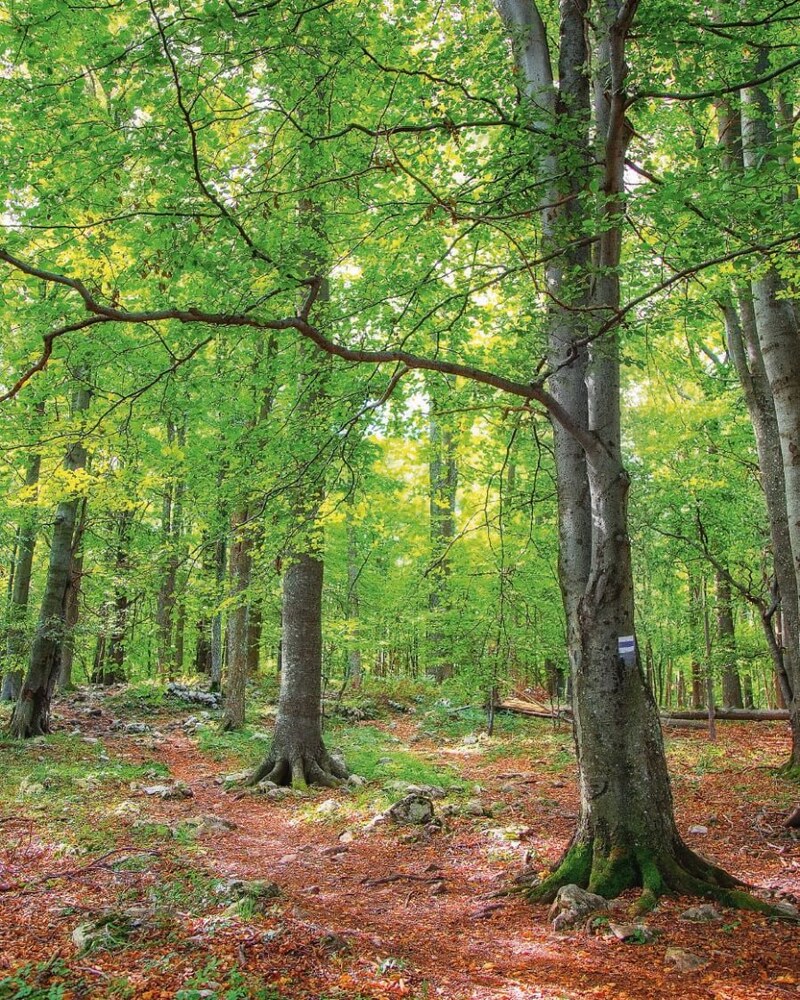 Buchenwald mit hohen, hellen Stämmen unter hellgrünem Laubdach, ein Waldweg voller rotbrauner Blätter