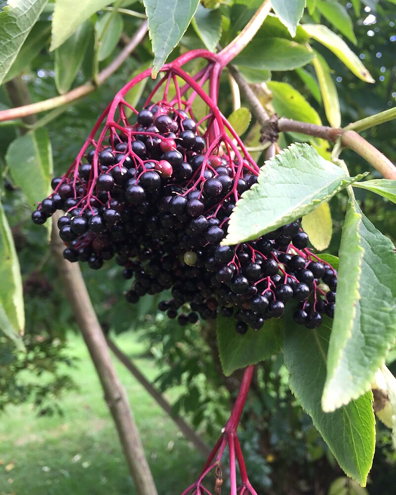 Dolde mit reifen schwarzen Holunderbeeren am Strauch