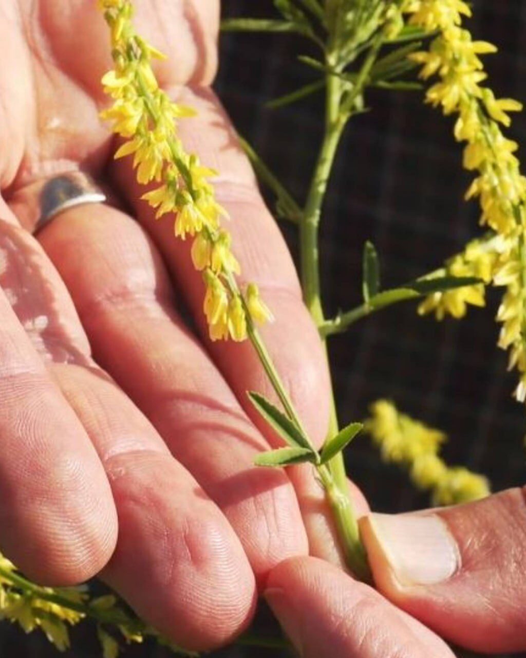 Hand hält einen gelb blühenden Steinklee-Trieb mit dreiteiligem Blatt in die Sonne