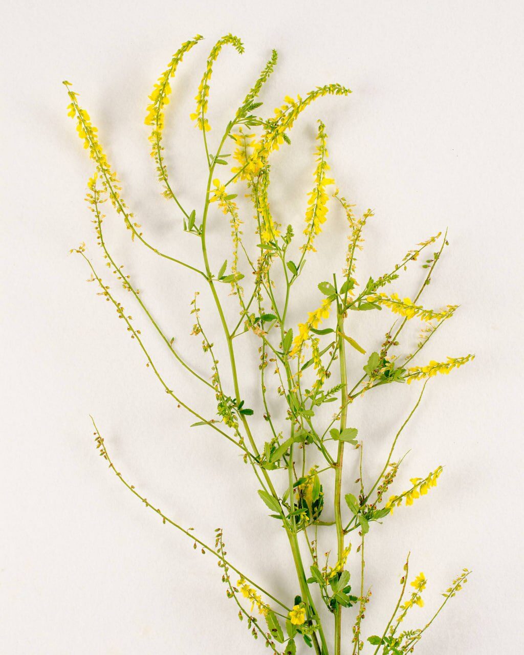 Gelb blühende Steinklee-Triebe mit kleinen Schmetterlingsblüten auf hellem Untergrund