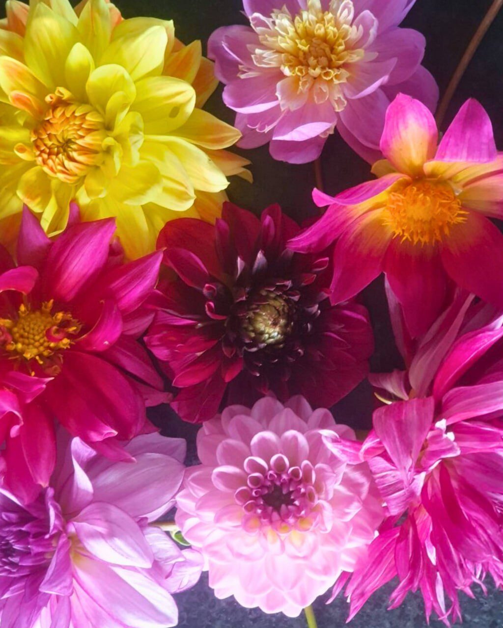 Viele Dahlienblüten dicht nebeneinander in Gelb, Pink, Rosa und Dunkelrot