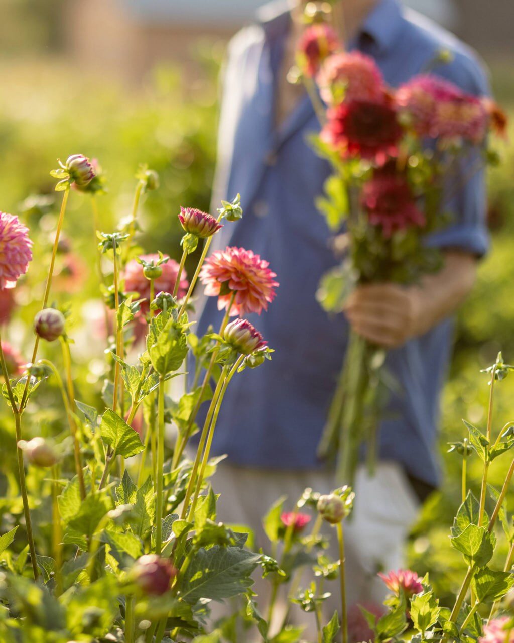 Person im blauen Hemd hält einen Strauß rosaroter Dahlienblüten in einem blühenden Dahlienbeet