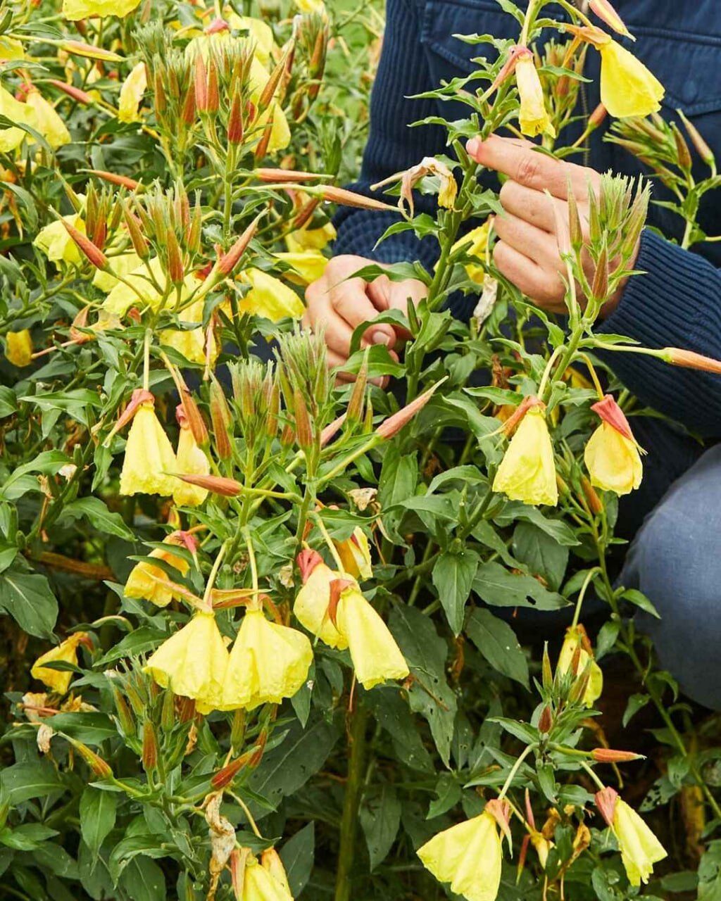 Hände ernten Triebspitzen an blühenden Nachtkerzen mit gelben Blüten und rötlichen Knospen