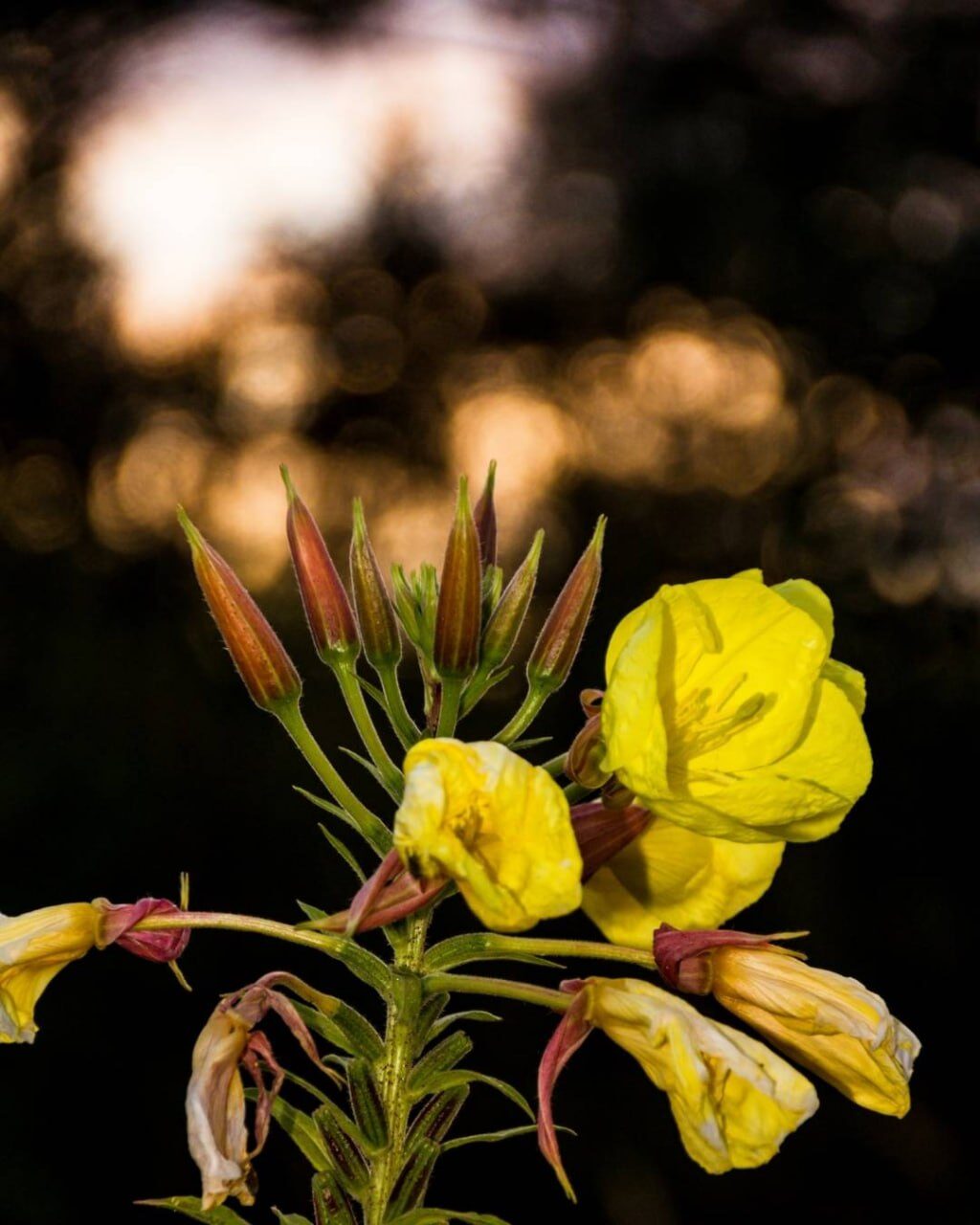 Gelbe Nachtkerzenblüten und rötliche Knospen im warmen Abendlicht