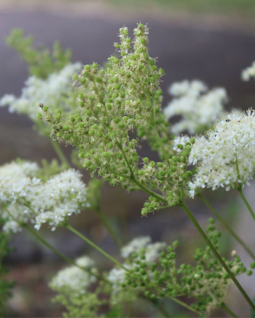Cremeweiße Mädesüßblüten mit grünen Knospen in Nahaufnahme
