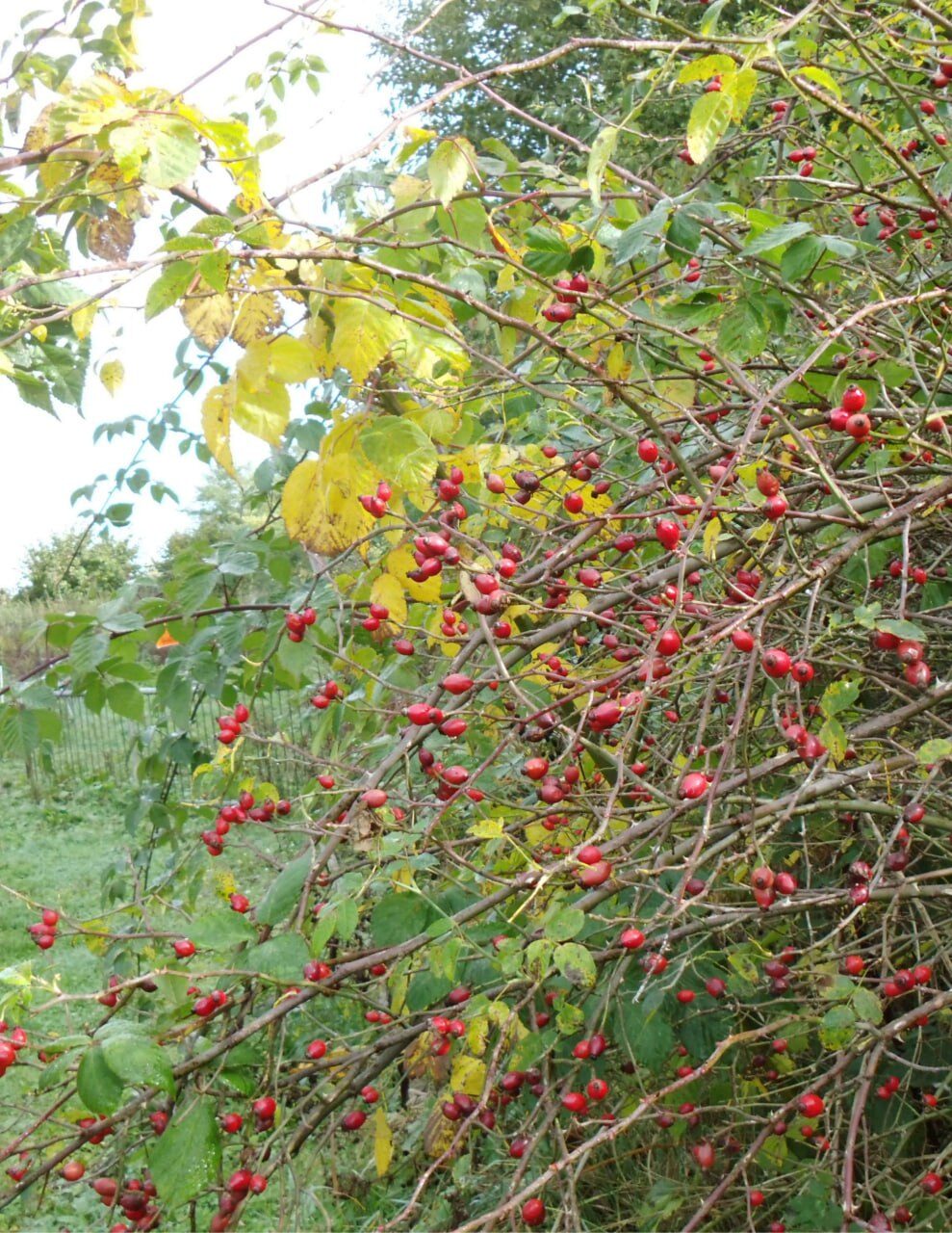 Strauch voller roter länglicher Früchte an dornigen Zweigen, dazwischen gelb verfärbtes Herbstlaub