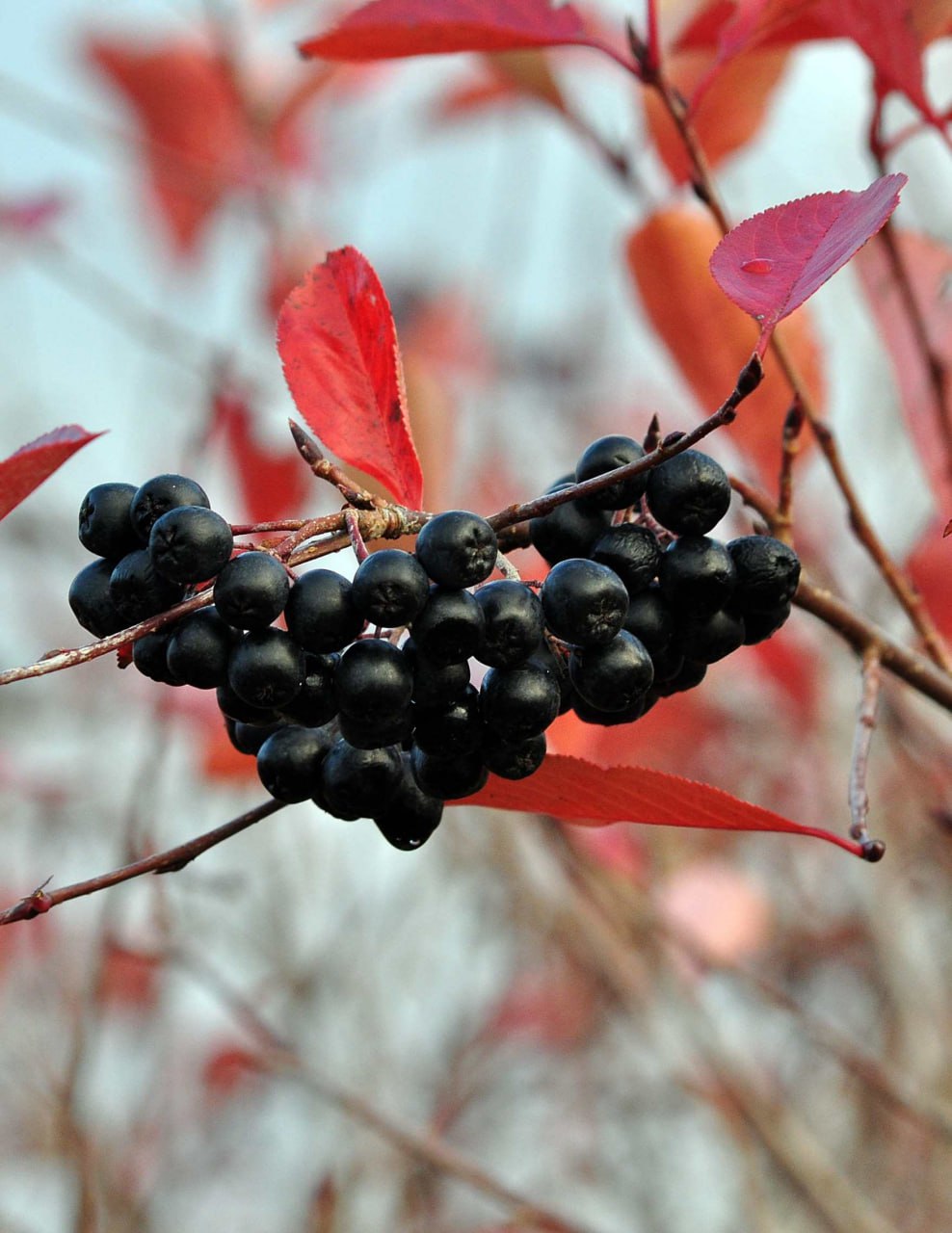 Schwarze Aroniabeeren an einem Zweig mit roten Herbstblättern