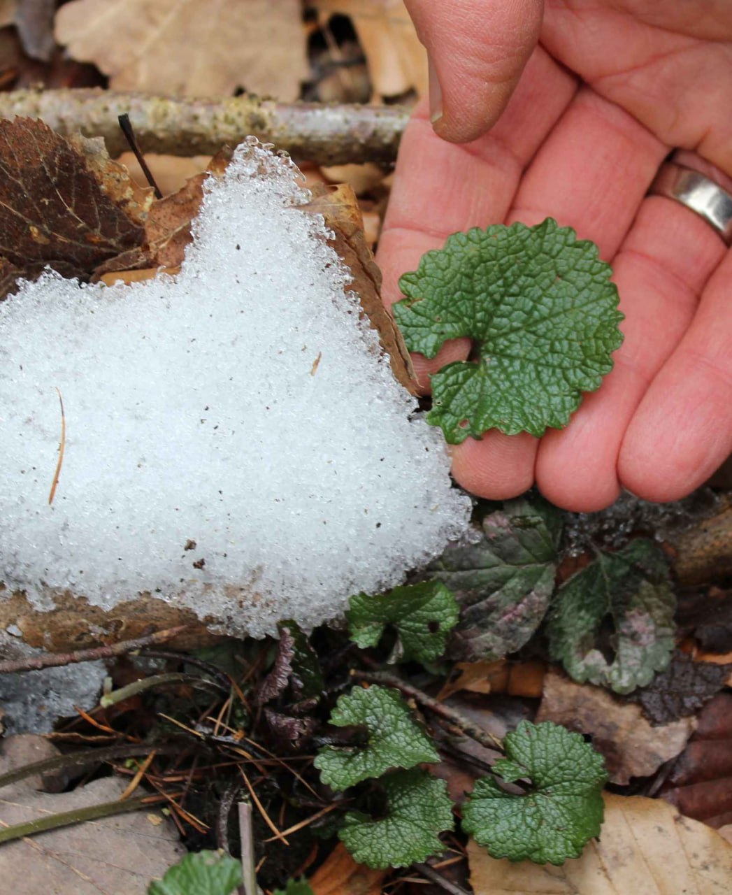 Eine Hand hält ein Gundermann-Blatt neben Schnee, darunter weitere Gundermann-Blätter im Laub