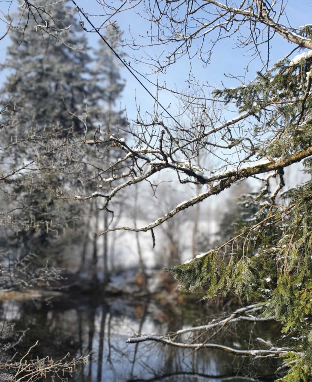 Verschneite Zweige und Nadelzweige über einem stillen Bachlauf, dahinter Winterwald unter blauem Himmel