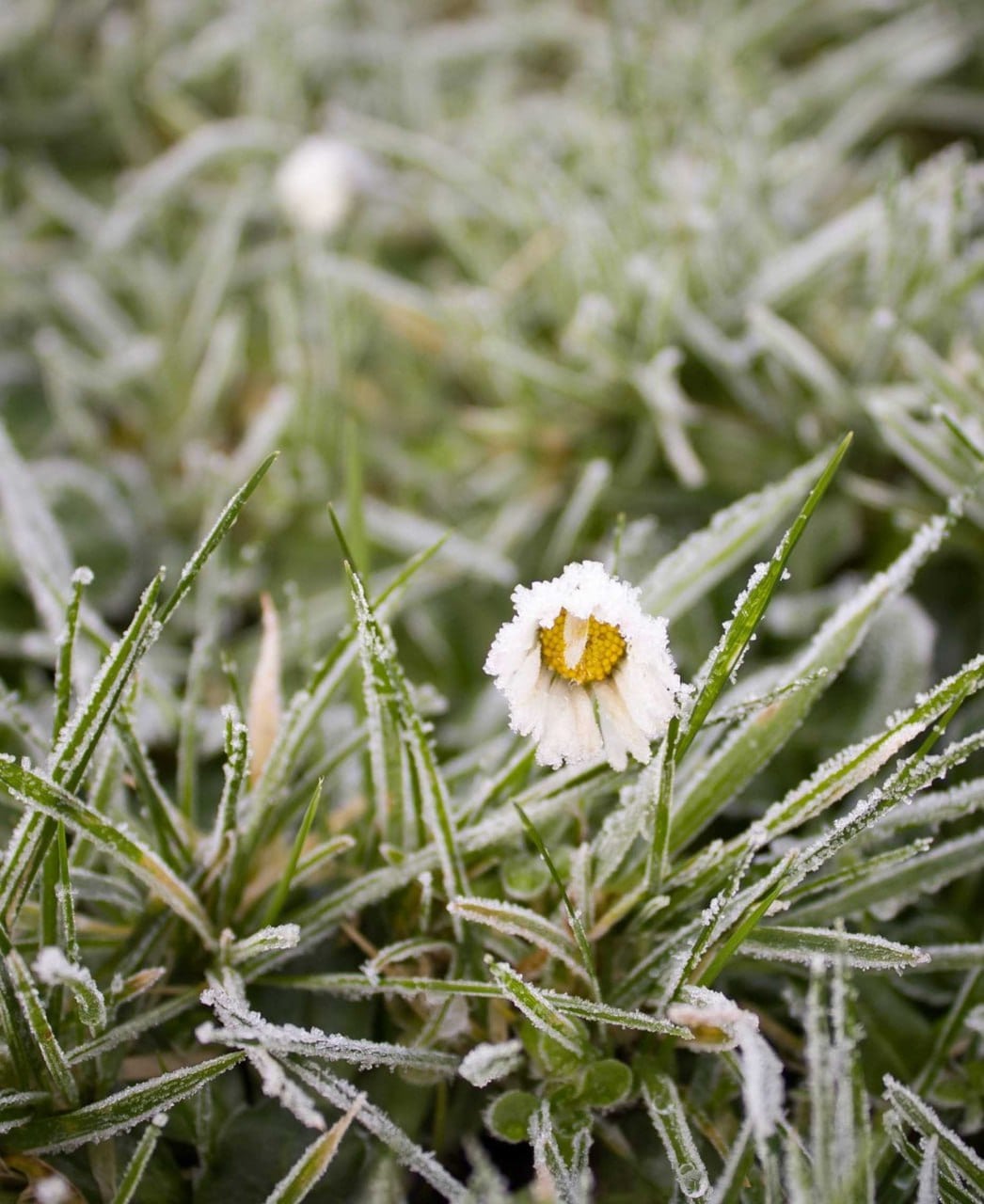 Einzelne Gänseblümchen-Blüte, von Raureif überzogen, in gefrorenem Gras