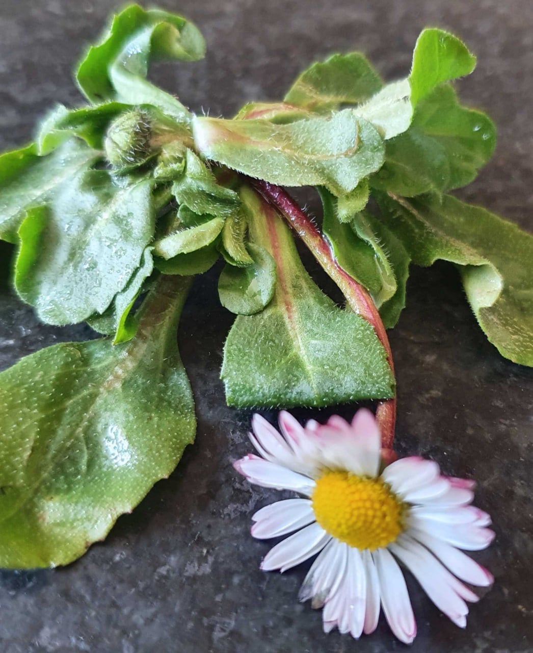 Frisch geerntete Gänseblümchen-Rosette mit weiß-rosa Blüte auf dunkler Steinplatte
