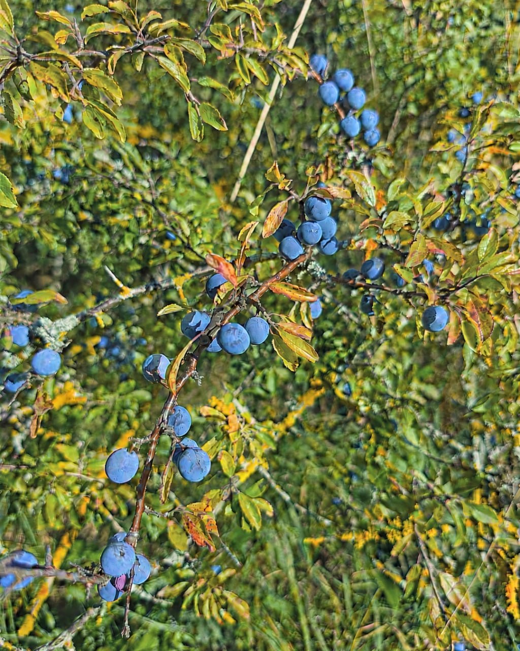 Ein Schlehenstrauch voller blau bereifter Früchte im Herbstlaub