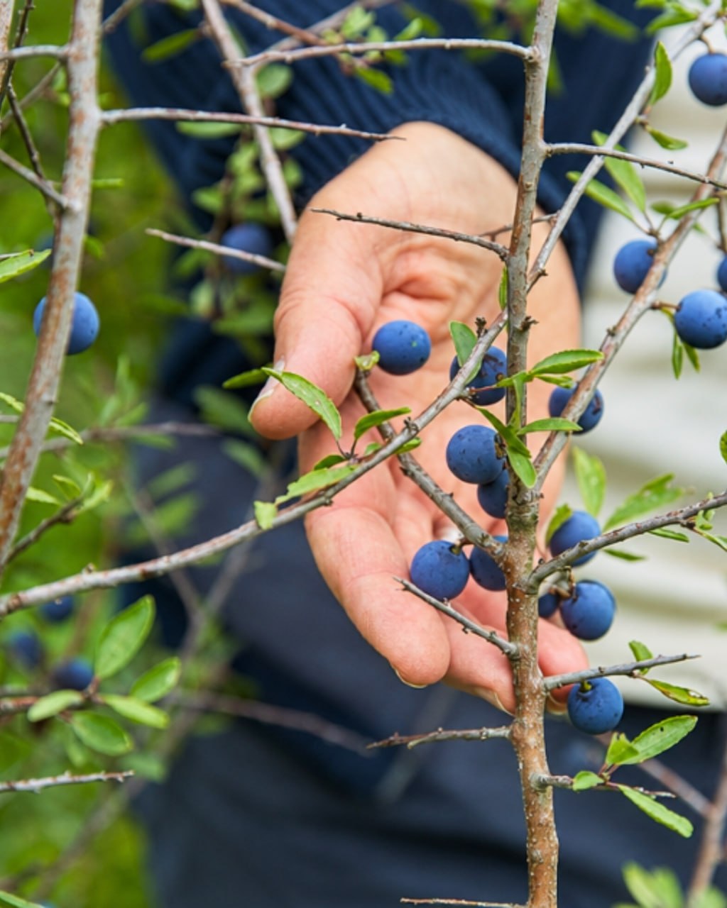 Eine Hand hinter einem Schlehenzweig mit reifen blauen Früchten