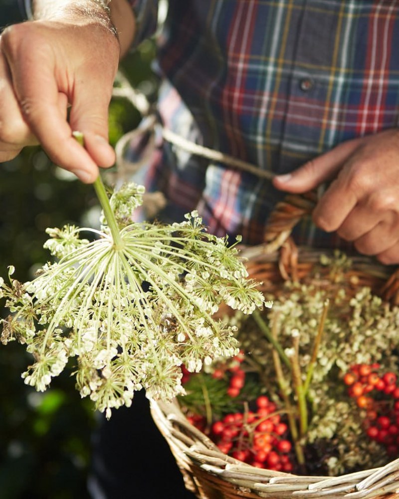 Eine Hand hält eine weiße Doldenblüte über einen Weidenkorb mit Wildpflanzen und roten Vogelbeeren