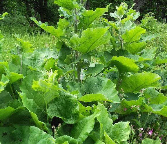 Große Klette Arctium lappa Heilpflanze TCM Räucherpflanze Teekraut Burdock 